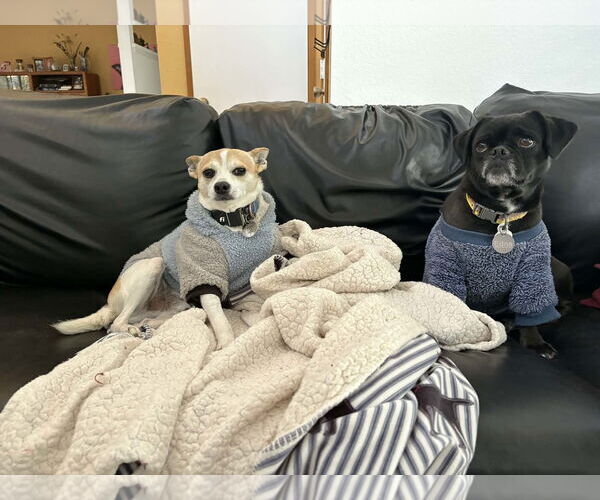 Medium Photo #4 Pug-Unknown Mix Puppy For Sale in La Verne, CA, USA