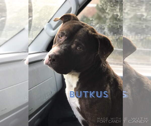 Medium Photo #3 Bulldog-Unknown Mix Puppy For Sale in Jackson, MS, USA