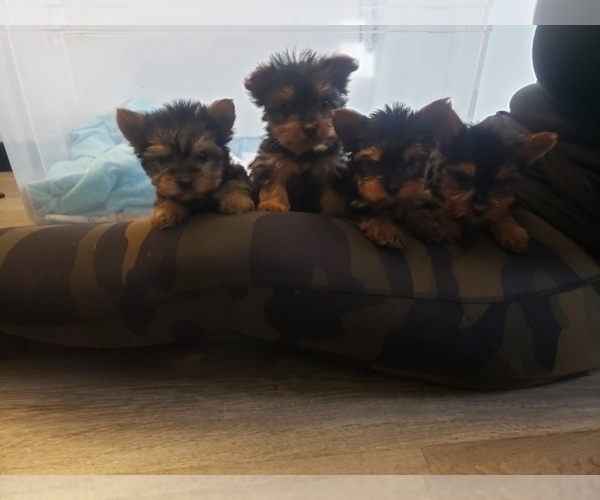 Medium Photo #4 Yorkshire Terrier Puppy For Sale in OTTAWA, OH, USA