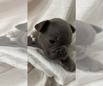 Small Photo #5 French Bulldog Puppy For Sale in SEBRING, FL, USA