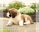 Small #2 Saint Bernard