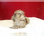 Small #2 F2 Aussiedoodle