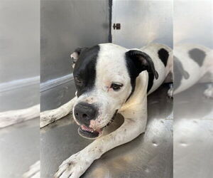 American Bulldog Dogs for adoption in Waco, TX, USA