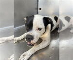 Small American Bulldog