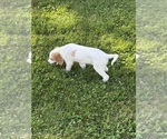 Small #3 English Setter