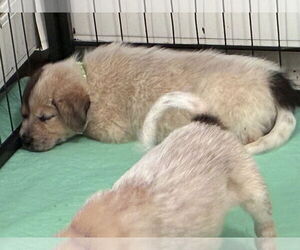 Mutt Dogs for adoption in Minneapolis, MN, USA