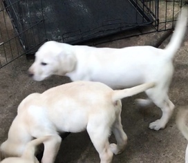 Medium Labrador Retriever