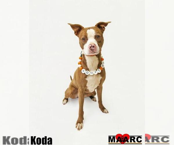 Medium Photo #1 American Pit Bull Terrier-Unknown Mix Puppy For Sale in Maryville, TN, USA
