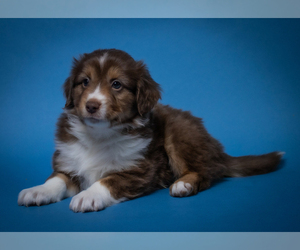 Miniature American Shepherd Puppy for sale in NEW CONCORD, OH, USA