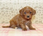 Small #2 Cavapoo