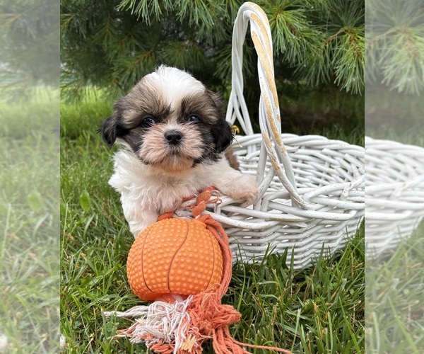 Medium Photo #4 Shih Tzu Puppy For Sale in MIDDLEBURY, IN, USA