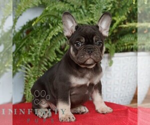 French Bulldog Puppy for sale in RONKS, PA, USA