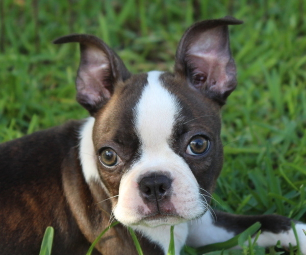 Medium Photo #1 Boston Terrier Puppy For Sale in BROOKSVILLE, FL, USA