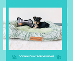Puppy Puppy 3 Yorkshire Terrier