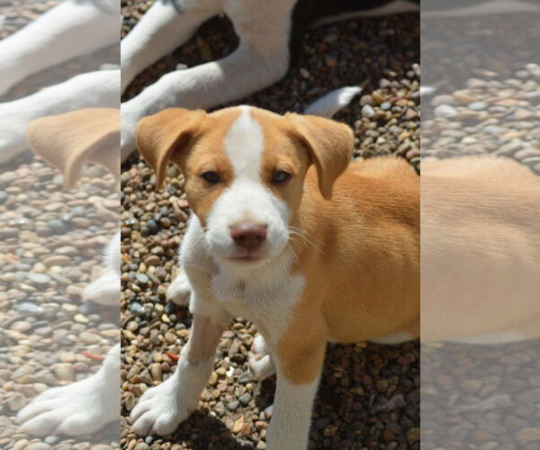 Medium Photo #5 Boxer Puppy For Sale in Poplar Bluff, MO, USA