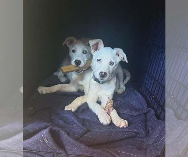 Medium Photo #1 Siberian Husky-Unknown Mix Puppy For Sale in MIDWAY, UT, USA