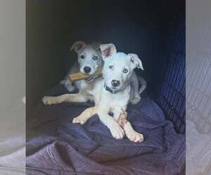 Siberian Husky-Unknown Mix Dogs for adoption in MIDWAY, UT, USA