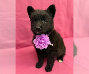 Gerberian Shepsky Dogs for adoption in Lakewood, CO, USA