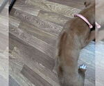 Small Photo #7 Rhodesian Ridgeback Puppy For Sale in YOUNGWOOD, PA, USA