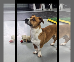 Basset Hound-Unknown Mix Dogs for adoption in Westminster, MD, USA