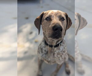Medium Plott Hound-Pointer Mix