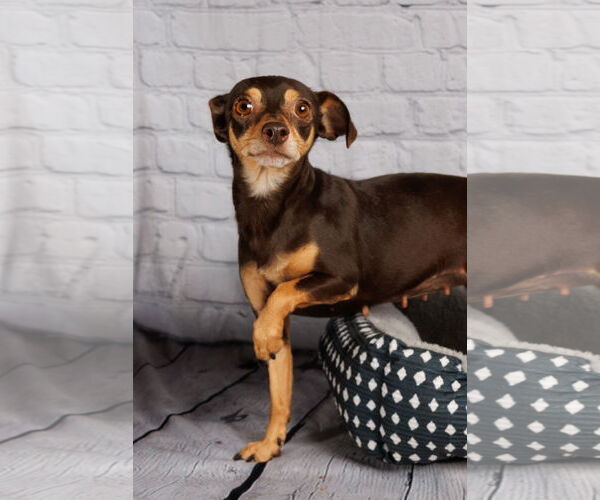 Medium Photo #7 Miniature Pinscher-Unknown Mix Puppy For Sale in McKinney, TX, USA