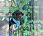 TIFA - Female Mutt Dog for Adoption - Small photo