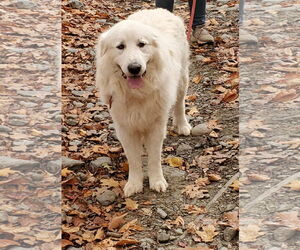 Great Pyrenees Dogs for adoption in Croydon, NH, USA