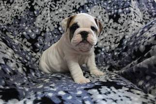 Bulldog Puppy for sale in RICHMOND, KY, USA