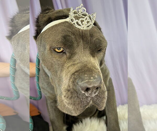 Medium Photo #4 Mutt Puppy For Sale in Goodyear, AZ, USA