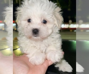 Maltese Puppy for sale in NORTH MIAMI BEACH, FL, USA