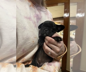 French Bulldog Puppy for sale in GARWOOD, NJ, USA