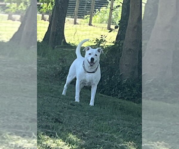 Medium Photo #9 American Pit Bull Terrier Puppy For Sale in Osgood, IN, USA