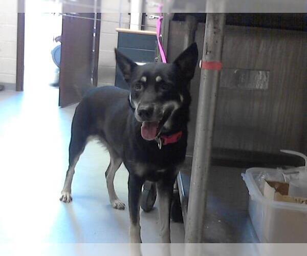 Medium Photo #1 German Shepherd Dog Puppy For Sale in Fayetteville, NC, USA