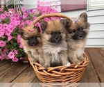 Small #16 Pomeranian