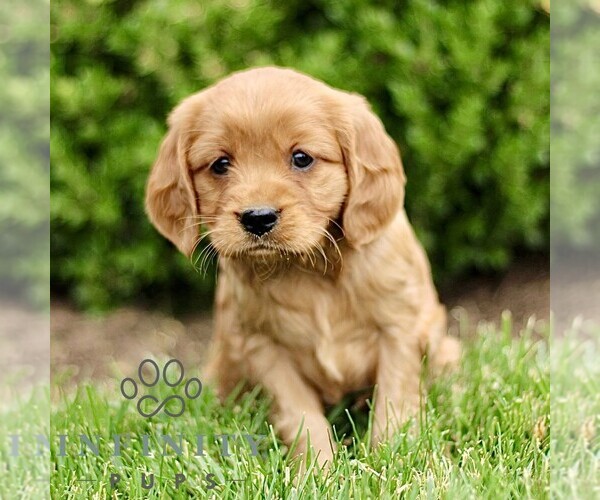 Medium Photo #1 Golden Retriever Puppy For Sale in STRASBURG, PA, USA