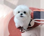 Small #1 Maltese
