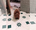 Small Photo #1 Poodle (Toy) Puppy For Sale in Ha Dong, Ha Noi, Vietnam