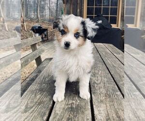 Medium Miniature American Shepherd-Miniature Australian Shepherd Mix