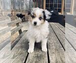 Small Miniature American Shepherd-Miniature Australian Shepherd Mix
