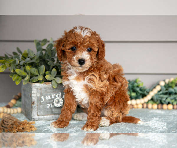 Medium Photo #2 Poodle (Miniature) Puppy For Sale in WOLCOTTVILLE, IN, USA