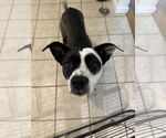 Small #6 Mutt