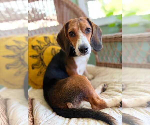 Medium Photo #1 Beagle Puppy For Sale in Dunnellon, FL, USA