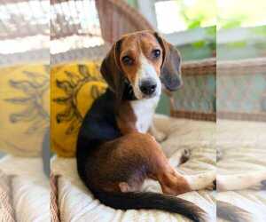 Beagle Dogs for adoption in Dunnellon, FL, USA