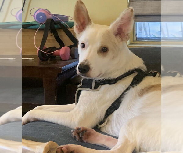 Medium Photo #3 Mutt Puppy For Sale in Dana Point, CA, USA