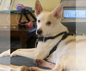 Jasper - Male Mutt Dog for Adoption - Photo #3