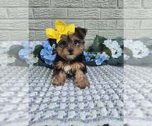 Yorkshire Terrier Puppy for sale in INDIANAPOLIS, IN, USA