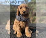 Small Photo #2 Labradoodle Puppy For Sale in PORTERVILLE, CA, USA