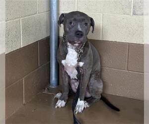 Mutt Dogs for adoption in Chula Vista, CA, USA