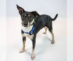 Small #5 Jack-Rat Terrier